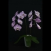 Phalaenopsis Pink Lady