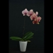 Phalaenopsis Orange Fanta Orchid