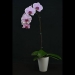 Phalaenopsis First Daughter Pink Orchid