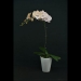 Phalaenopsis Pink Tie