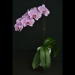 Phalaenopsis Pink Alva Orchid