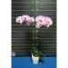 Phalaenopsis Pink Panther