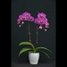 Phalaenopsis Red Orchid HL0236