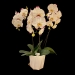Phalaenopsis White Yeti Orchid