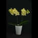 Phalaenopsis California Sunshine Yellow Orchid
