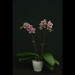 Hearty Pink Phalaenopsis Orchid