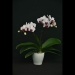 Phalaenopsis Little Gem Stripes