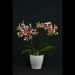 Phalaenopsis Red Kaleidoscope