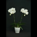 Phalaenopsis White Orchid