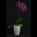 Phalaenopsis Red Velvet
