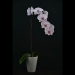 Phalaenopsis Butterfly Pink Orchid