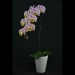 Phalaenopsis Pink Donut Orchid