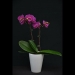 Phalaenopsis Puppy Love Red Orchid