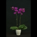 Phalaenopsis Red Sky Orchid