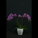Phalaenopsis Red Butterfly Orchid