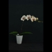Phalaenopsis Green Lychee Orchid