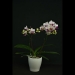 Phalaenopsis Pink Beauty Orchid