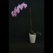 Pink Phalaenopsis Orchid K10