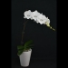 Phalaenopsis White Angel Orchid