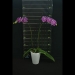 Phalaenopsis Red Skirt Orchid