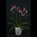 Phalaenopsis Bold Cow Orchid