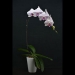 Phalaenopsis Purple Smile Orchid