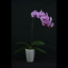 Phalaenopsis Romantic Pink Orchid