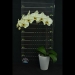 Phalaenopsis Green Island Orchid