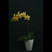 Phalaenopsis Lion King Yellow Orchid
