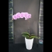 Red Phalaenopsis Orchid JC311