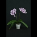 Purple Phalaenopsis Orchid