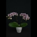 Phalaenopsis Spotted Jungle Orchid