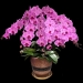 Phalaenopsis Pink Orchid K60