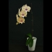 Phalaenopsis Yellow Butterfly Orchid
