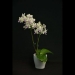 Phalaenopsis Fragrant Yellow Orchid