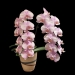 Pink Phalaenopsis Orchid NBM588