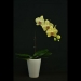 Phalaenopsis Fuller's Sunset
