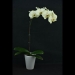 Phalaenopsis Green Giant Orchid