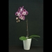 Phalaenopsis Colorful Butterfly Orchid