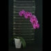 Red Phalaenopsis Orchid