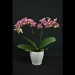 Phalaenopsis Little Red Riding Hood Orchid