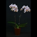 Phalaenopsis Sunset Glow Pink Orchid