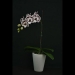 Phalaenopsis Bodhisattva Orchid