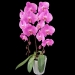 Phalaenopsis Butterfly Pink Large Orchid