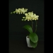 Phalaenopsis Pixie Green Orchid