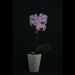 Pink Phalaenopsis Orchid