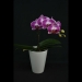 Red Phalaenopsis Paradise Orchid