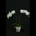 Phalaenopsis White Butterfly Orchid