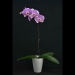 Phalaenopsis Magenta Orchid