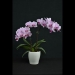 Phalaenopsis Pink Spirit Orchid
